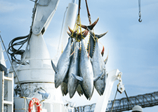 静岡県の焼津・清水港水揚げマグロ