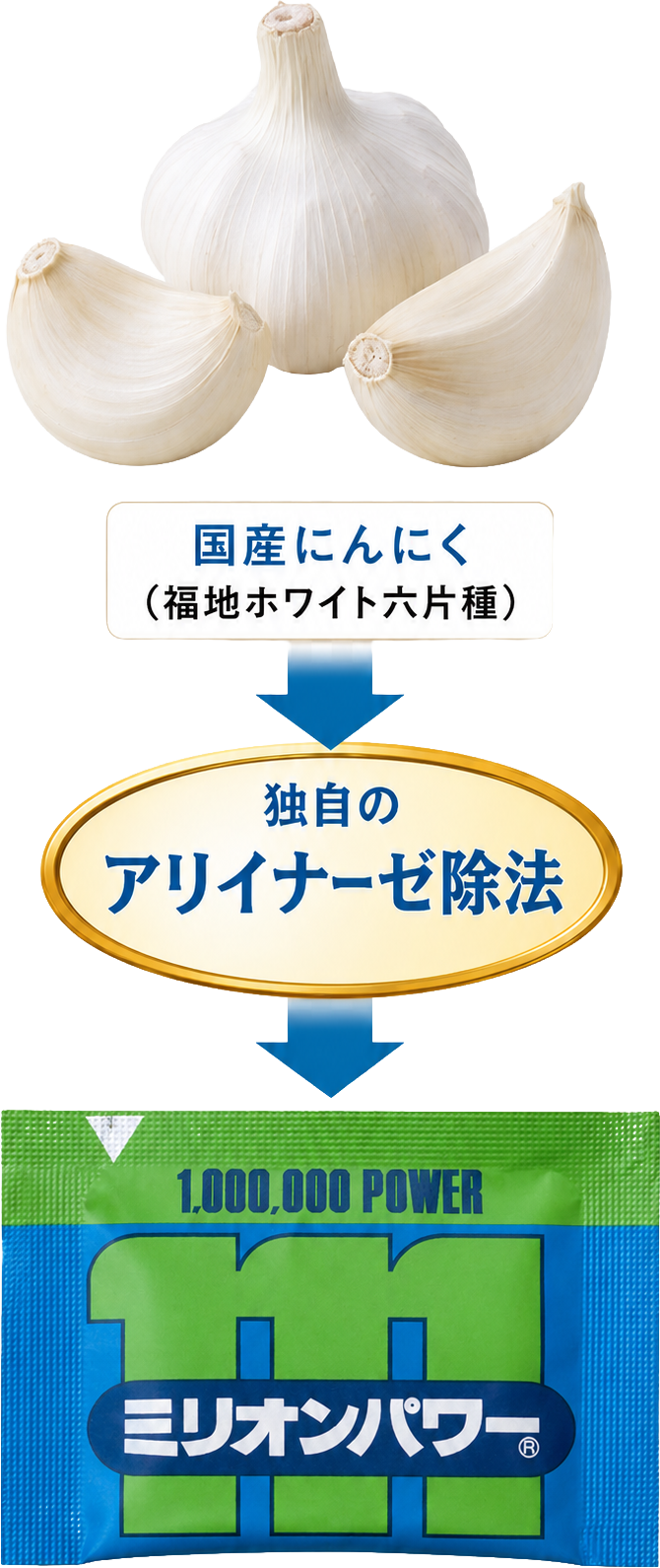国産にんにく（福地ホワイト六片種）を独自のアリイナーゼ除法で加工し、ミリオンパワーになるまでの流れ
