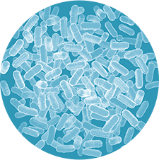 乳酸菌イメージ 乳酸菌酵母共棲培養エキス ニンニク無臭栄養成分配合